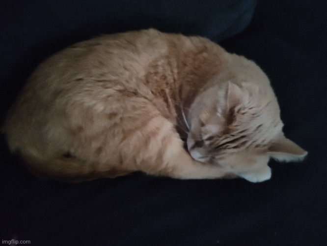 Cat | made w/ Imgflip meme maker