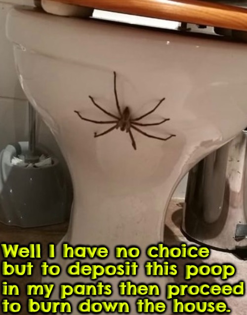 Spiders, Poop And Fire | Well I have no choice but to deposit this poop; in my pants then proceed to burn down the house. | image tagged in memes,funny,burn down the house,spiders,arachnophobia,poop my pants | made w/ Imgflip meme maker