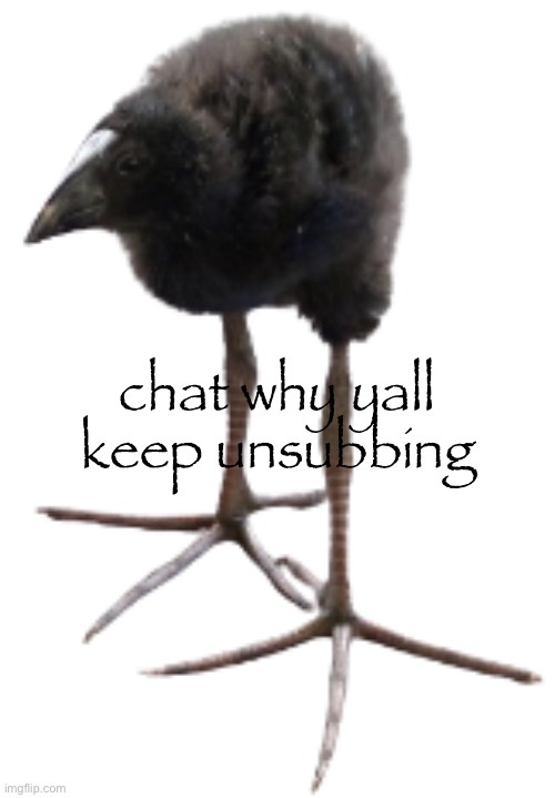 pukeko chick | chat why yall keep unsubbing | image tagged in pukeko chick | made w/ Imgflip meme maker