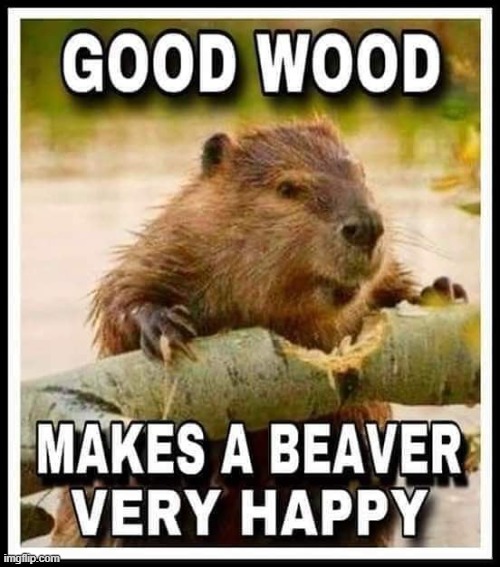 Let Me Chop It! | image tagged in vince vance,happy,beavers,memes,good,wood | made w/ Imgflip meme maker