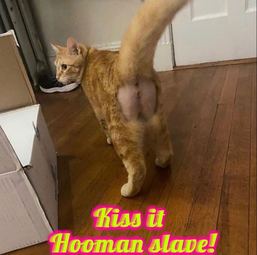 Kiss It | Kiss it; Hooman slave! | image tagged in cats,funny,butt kisser,memes,funny animals,funny haircut | made w/ Imgflip meme maker