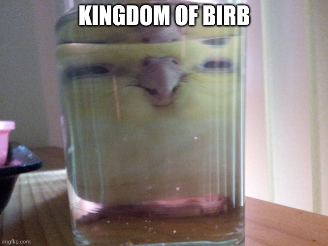 HENLO birb | KINGDOM OF BIRB | image tagged in henlo birb | made w/ Imgflip meme maker