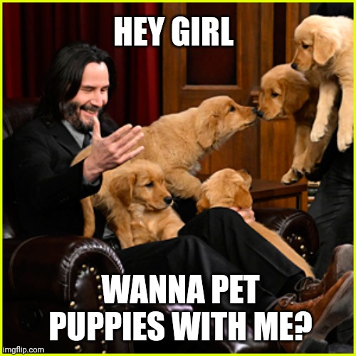 Keanu Puppies | HEY GIRL; WANNA PET PUPPIES WITH ME? | image tagged in hey girl keanu | made w/ Imgflip meme maker