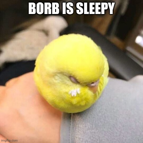 Sleepy round birb | BORB IS SLEEPY | image tagged in tennis ball birb | made w/ Imgflip meme maker