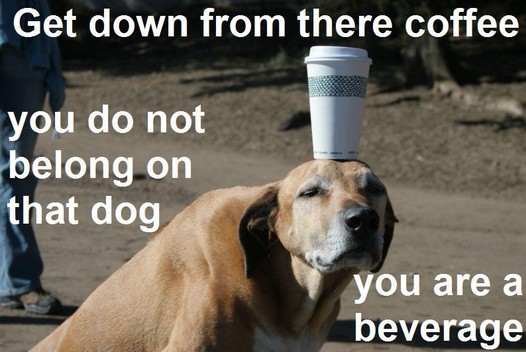 image tagged in funny,dogs