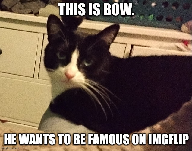 He is cute! | THIS IS BOW. HE WANTS TO BE FAMOUS ON IMGFLIP | image tagged in cat,cute | made w/ Imgflip meme maker