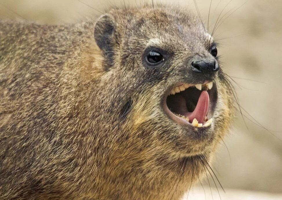 High Quality screaming hyrax Blank Meme Template