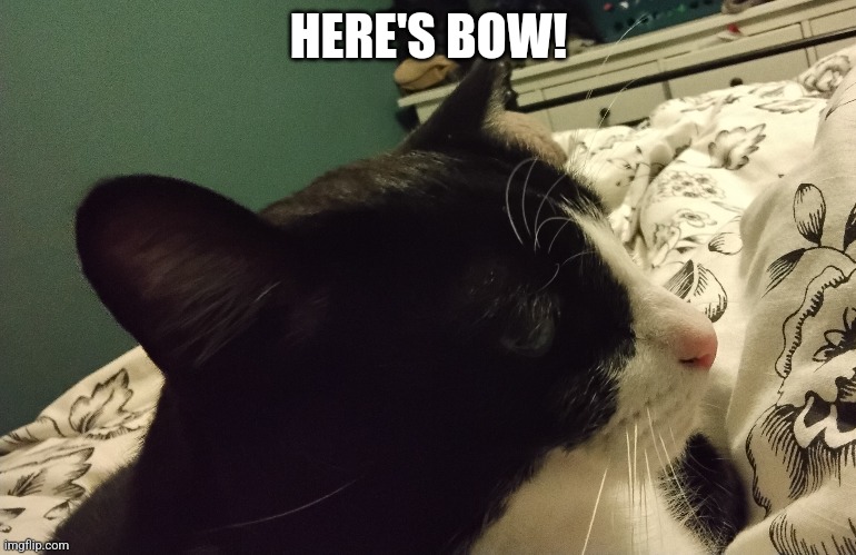 Bow cat | HERE'S BOW! | image tagged in cats | made w/ Imgflip meme maker