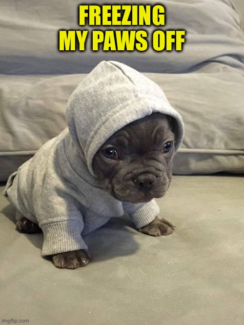 Really Cold Dog | FREEZING MY PAWS OFF | image tagged in really cold dog | made w/ Imgflip meme maker