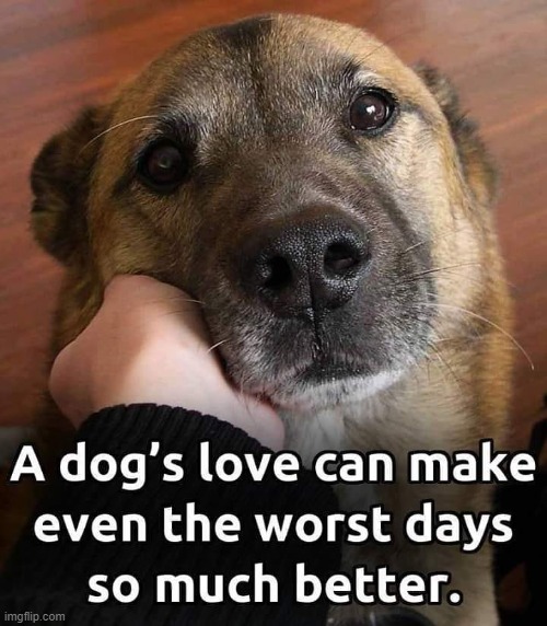 I Believe Dogs are People only Better~ | image tagged in vince vance,dogs,love,bad day,memes,bow wow | made w/ Imgflip meme maker