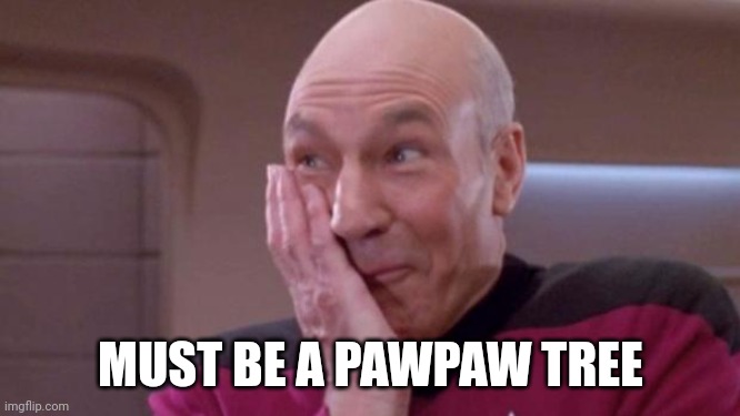 picard oops | MUST BE A PAWPAW TREE | image tagged in picard oops | made w/ Imgflip meme maker