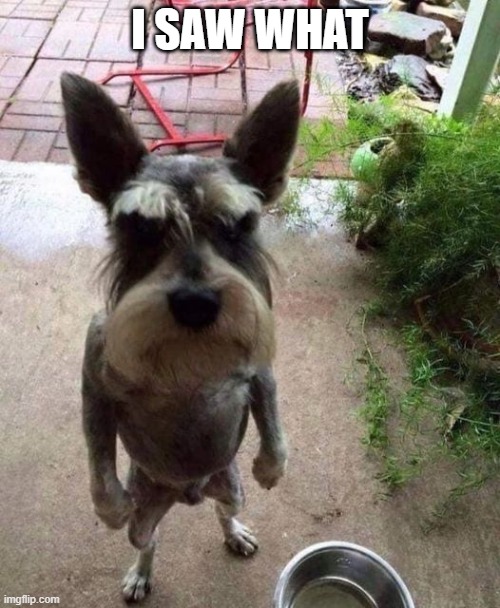 I SAW WHAT | made w/ Imgflip meme maker