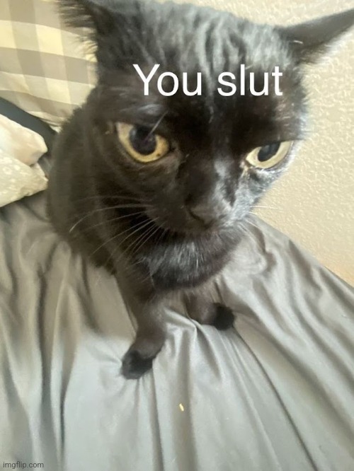 I love this image so much | image tagged in you slut | made w/ Imgflip meme maker