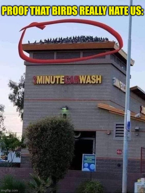 Bird Public Restroom | PROOF THAT BIRDS REALLY HATE US: | image tagged in birds,cars,bird,crap,car wash | made w/ Imgflip meme maker