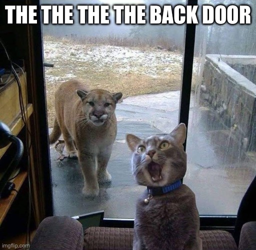 House Cat with Mountain Lion at the door | THE THE THE THE BACK DOOR | image tagged in house cat with mountain lion at the door | made w/ Imgflip meme maker