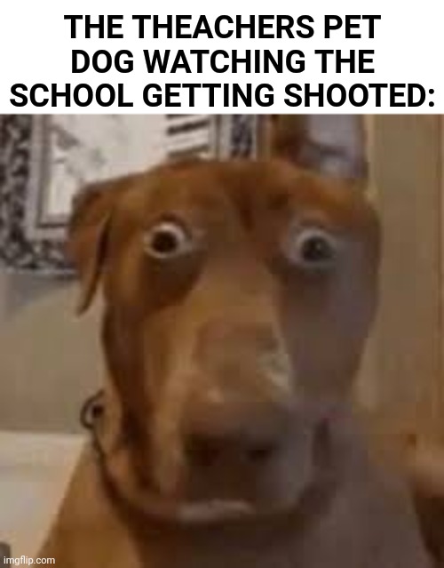 ○_○ | THE THEACHERS PET DOG WATCHING THE SCHOOL GETTING SHOOTED: | image tagged in shocked dog,school shooting,teachers pet,dog | made w/ Imgflip meme maker