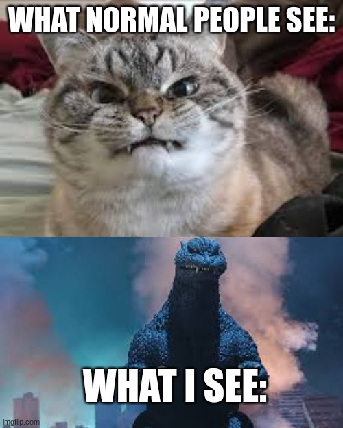 THEY HAVE THE SAME FACEEEE!!! (probably gonna make another meme with these two images) | WHAT NORMAL PEOPLE SEE:; WHAT I SEE: | image tagged in godzilla,cat,angry cat | made w/ Imgflip meme maker