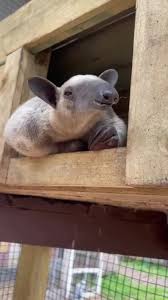 High Quality Tamandua Waits Patiently Blank Meme Template