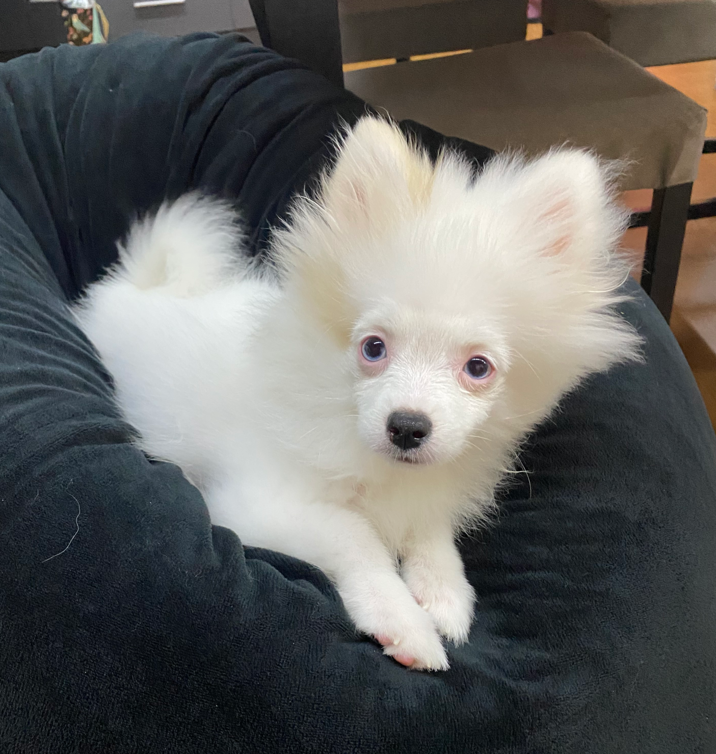 Prince the brows pup Blank Meme Template