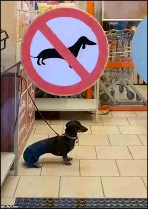 No Sign Is Going To Stop Him ! | image tagged in dogs,daschund,sign,ignored | made w/ Imgflip meme maker