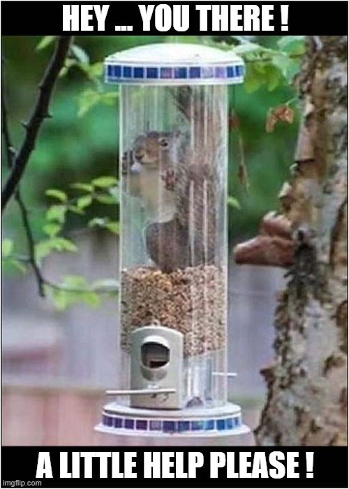 One Trapped Squirrel In Need Of Assistance ! | HEY ... YOU THERE ! A LITTLE HELP PLEASE ! | image tagged in squirre,bird feeder,trapped,help me | made w/ Imgflip meme maker