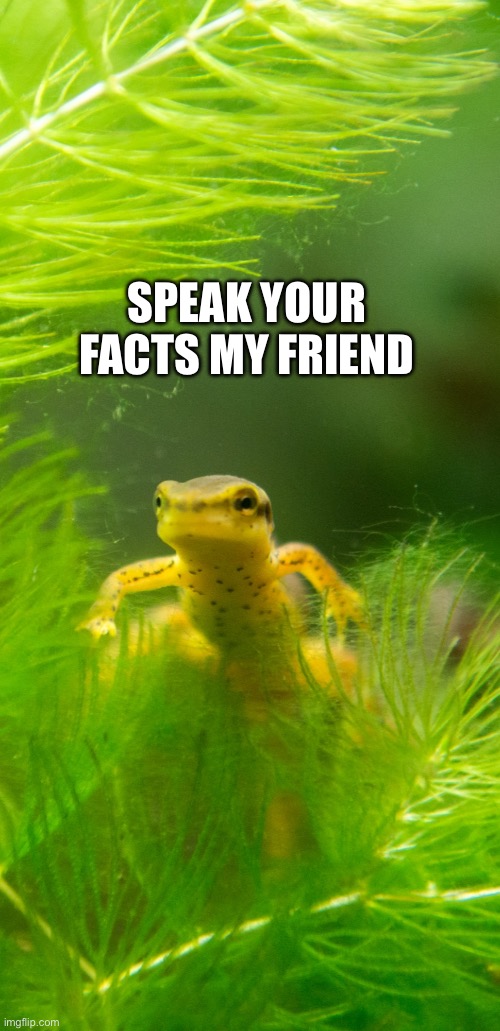 Big Narrative Newt | SPEAK YOUR FACTS MY FRIEND | image tagged in big narrative newt | made w/ Imgflip meme maker