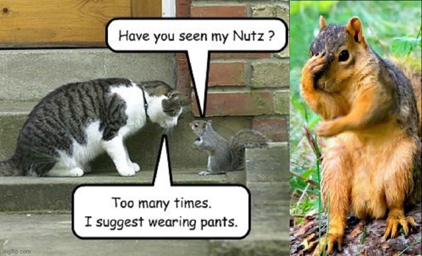 The Neighborhood Smart A$$ | image tagged in vince vance,cats,squirrels,nuts,embarrassed,memes | made w/ Imgflip meme maker