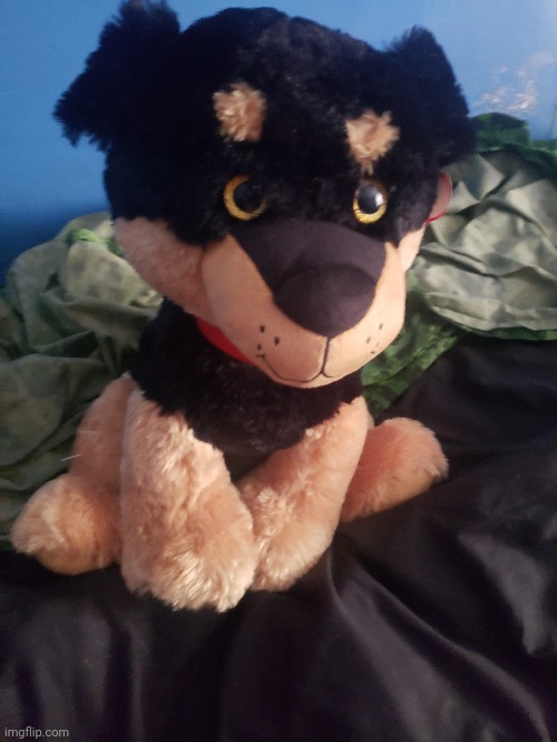 I won a Rottweiler plush at the fair today. This was 50$ | image tagged in dogs,plush,this was fifty dollars | made w/ Imgflip meme maker