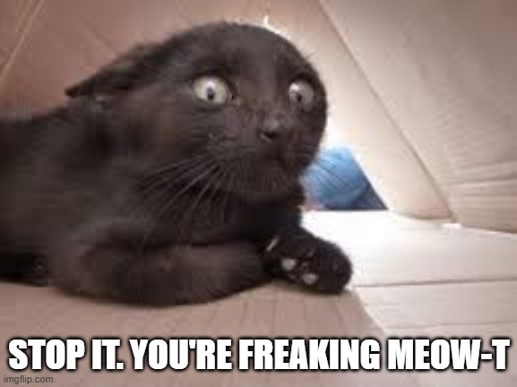 memes by Brad - My cat says "you're freaking meow-t" | STOP IT. YOU'RE FREAKING MEOW-T | image tagged in funny,cats,kittens,funny cat memes,cute kitten,humor | made w/ Imgflip meme maker