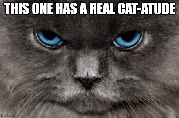 memes by Brad - This cat has a real cat-atude | THIS ONE HAS A REAL CAT-ATUDE | image tagged in funny,cats,kittens,funny cat memes,cute kitten,humor | made w/ Imgflip meme maker