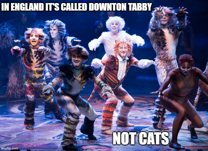 memes by Brad - The play "Cats" is called Downton Tabby in England | IN ENGLAND IT'S CALLED DOWNTON TABBY; NOT CATS | image tagged in funny,cats,kittens,funny cat memes,cute kittens,humor | made w/ Imgflip meme maker