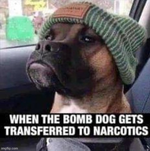 From Bombs to Dope ! | image tagged in doggo | made w/ Imgflip meme maker