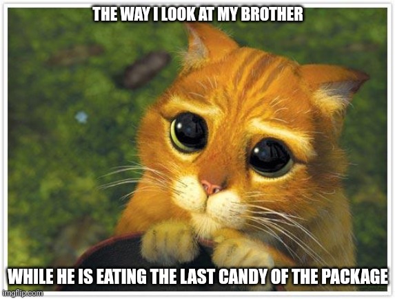 Shrek Cat | THE WAY I LOOK AT MY BROTHER; WHILE HE IS EATING THE LAST CANDY OF THE PACKAGE | image tagged in memes,shrek cat | made w/ Imgflip meme maker