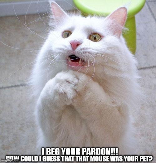 Begging Cat | HOW COULD I GUESS THAT THAT MOUSE WAS YOUR PET? I BEG YOUR PARDON!!! | image tagged in begging cat | made w/ Imgflip meme maker