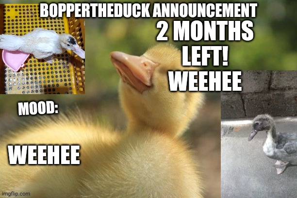 2 MONTHS LEFT! WEEHEE; WEEHEE | image tagged in boppertheduck announcement | made w/ Imgflip meme maker