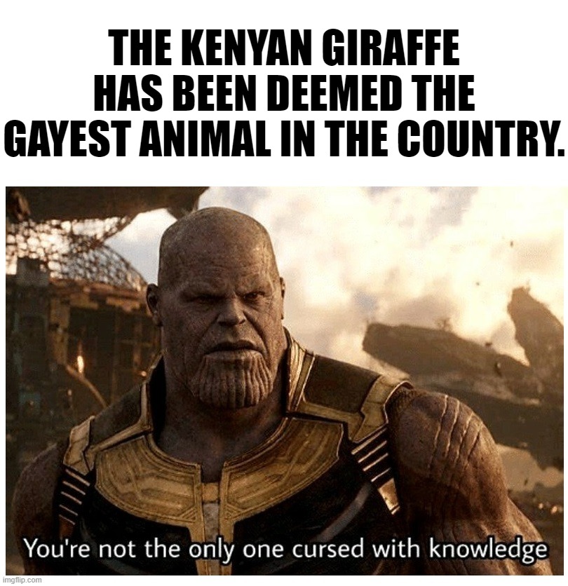 I just find that hilarious. xD | THE KENYAN GIRAFFE HAS BEEN DEEMED THE GAYEST ANIMAL IN THE COUNTRY. | image tagged in thanos cursed with knowledge | made w/ Imgflip meme maker