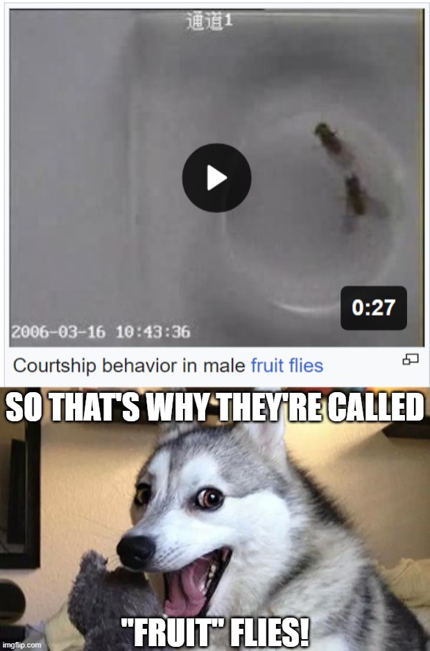 But be a bit of an offensive term, But let it fly this time. :) | SO THAT'S WHY THEY'RE CALLED; "FRUIT" FLIES! | image tagged in pun dog - husky | made w/ Imgflip meme maker