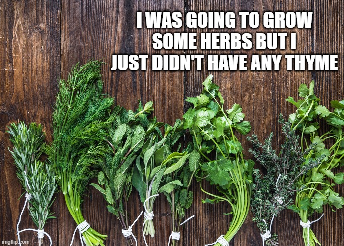 memes by Brad - I was going to grow some herbs but didn't have any thyme. | I WAS GOING TO GROW SOME HERBS BUT I JUST DIDN'T HAVE ANY THYME | image tagged in funny,fun,food memes,humor,funny meme | made w/ Imgflip meme maker