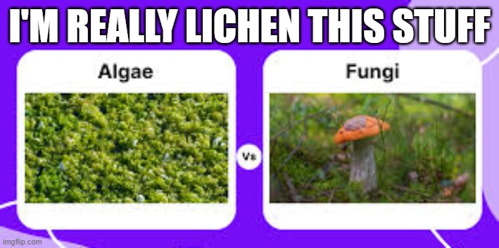 memes by Brad - fungus and algae humor | I'M REALLY LICHEN THIS STUFF | image tagged in funny,fun,funny memes,humor,meme | made w/ Imgflip meme maker