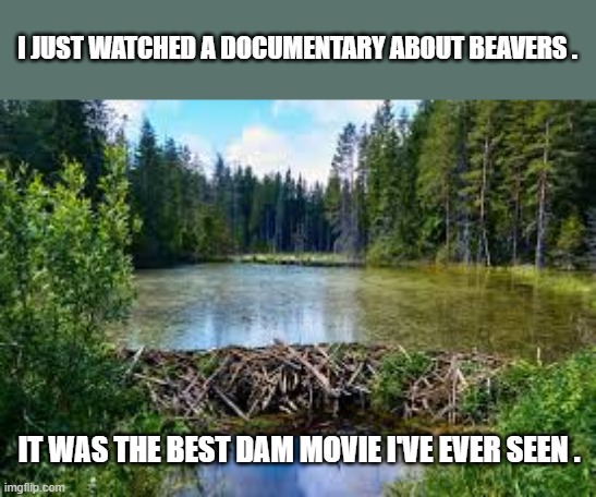 memes by Brad - I saw a documentary on beavers. Best dam movie ever. | I JUST WATCHED A DOCUMENTARY ABOUT BEAVERS . IT WAS THE BEST DAM MOVIE I'VE EVER SEEN . | image tagged in funny,fun,beavers,funny meme,humor,movie | made w/ Imgflip meme maker