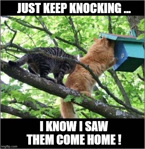 Hello In There ! | JUST KEEP KNOCKING ... I KNOW I SAW THEM COME HOME ! | image tagged in cats,bird box,knocking | made w/ Imgflip meme maker