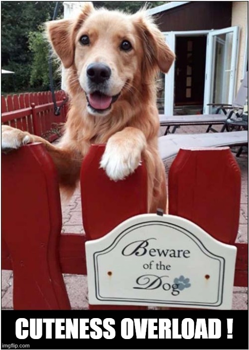 You Have Been Warned ! | CUTENESS OVERLOAD ! | image tagged in dogs,warning,cuteness overload | made w/ Imgflip meme maker