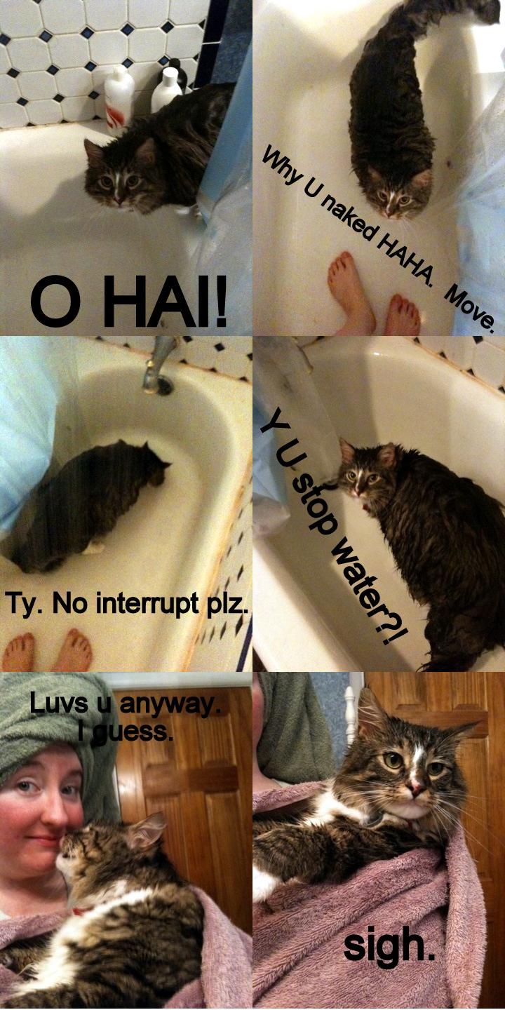 image tagged in funny,cats