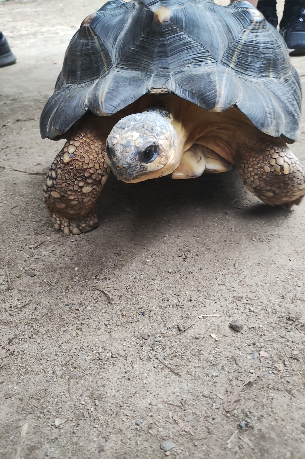 A tortoise Blank Meme Template