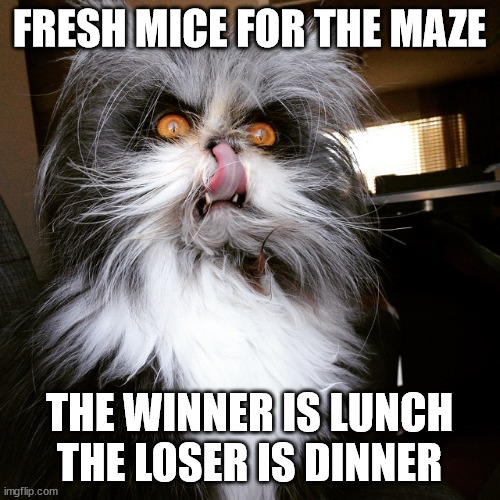 Evil Cat | FRESH MICE FOR THE MAZE THE WINNER IS LUNCH
THE LOSER IS DINNER | image tagged in evil cat | made w/ Imgflip meme maker