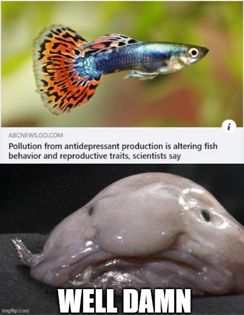 Depressed Fish | WELL DAMN | image tagged in sad fish | made w/ Imgflip meme maker