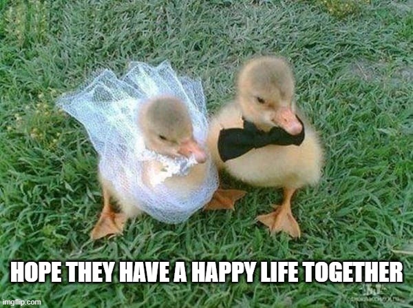 Wedding Ducks | HOPE THEY HAVE A HAPPY LIFE TOGETHER | image tagged in ducks | made w/ Imgflip meme maker