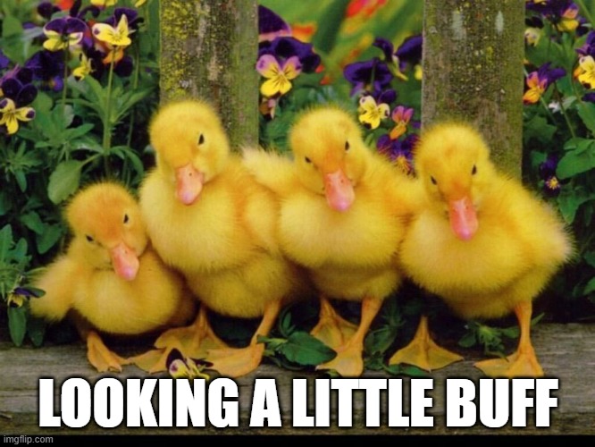 Buff Ducks | LOOKING A LITTLE BUFF | image tagged in ducks | made w/ Imgflip meme maker