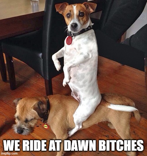 Ride | WE RIDE AT DAWN BITCHES | image tagged in dogs,funny | made w/ Imgflip meme maker