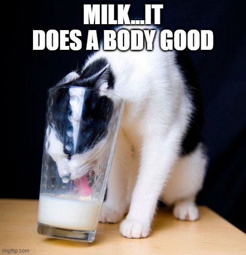 Thirsty | MILK...IT DOES A BODY GOOD | image tagged in cats | made w/ Imgflip meme maker